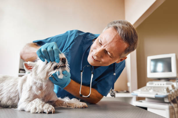 Dentist for Dental Trauma in MA